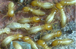 termites sydney